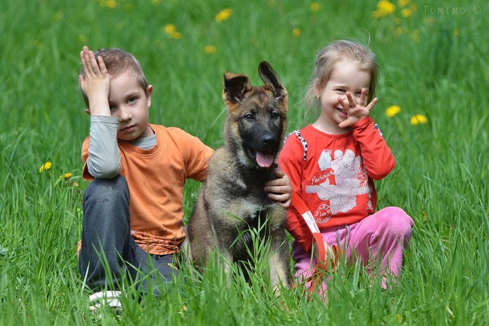 Protection K9