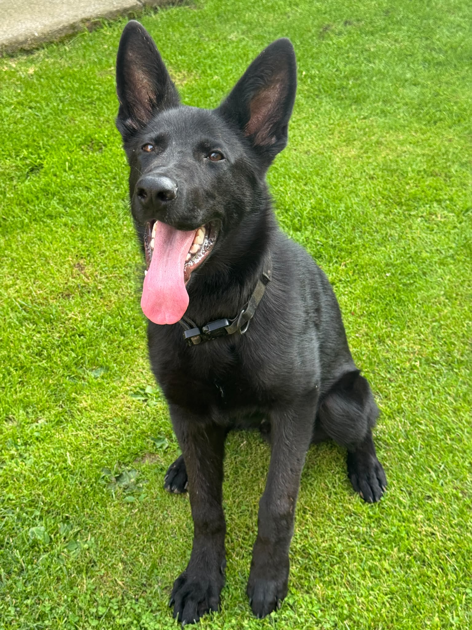 Main photo of K9